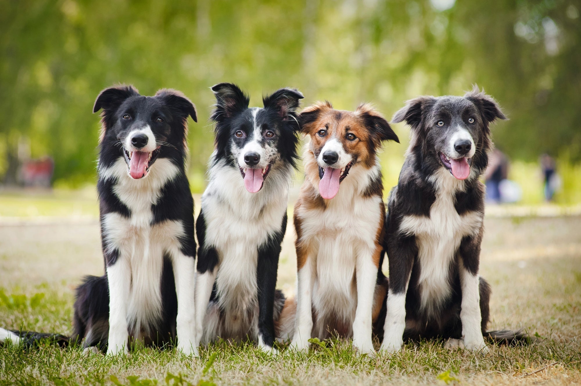 Daily Immune & Skin Support for Dogs: Inside Pawford’s Allergy & Immune Daily Chews