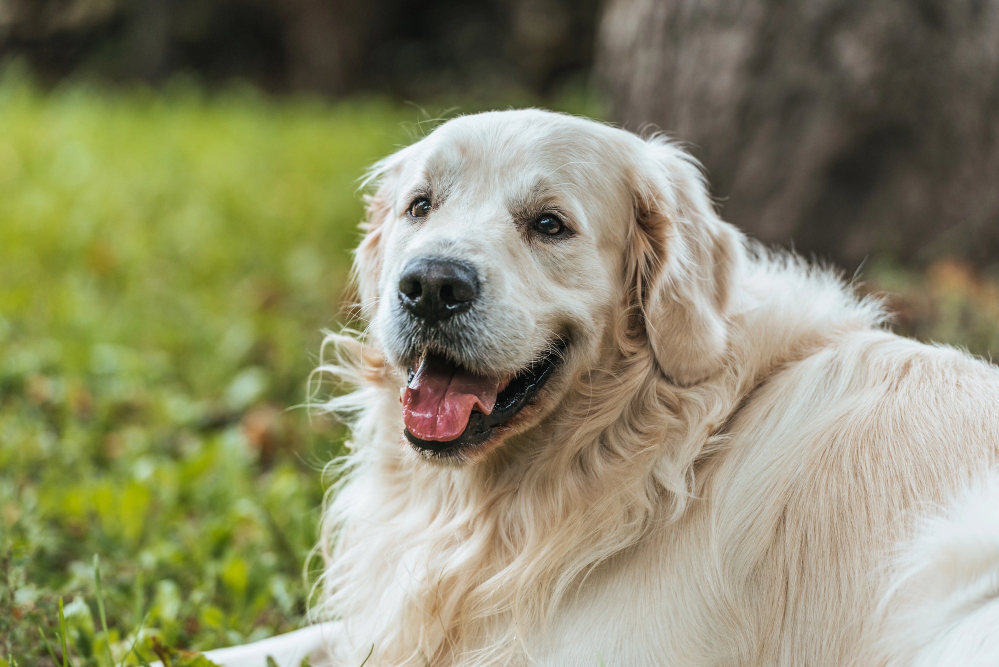 Supporting Your Dog’s Joints Naturally: What Really Works