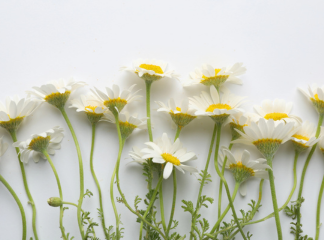 Chamomile Flower Extract