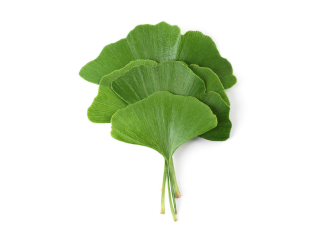 Ginkgo Biloba Leaf